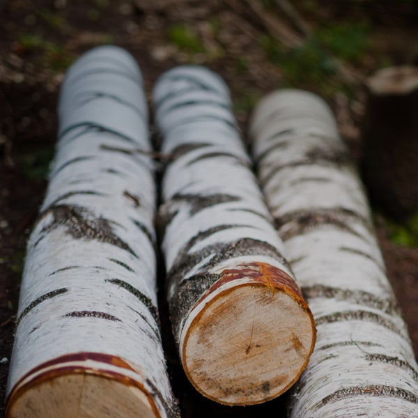 Birch