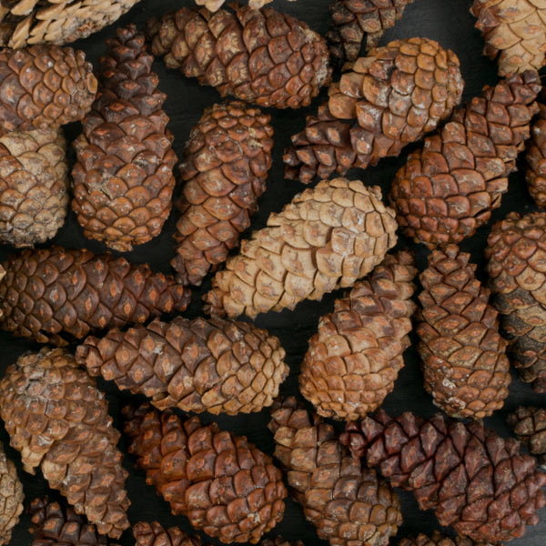 Cedar