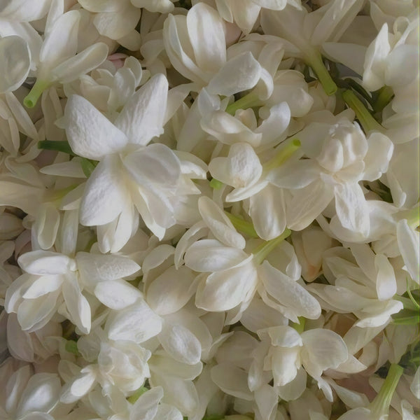 Jasmine