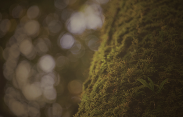 Oakmoss