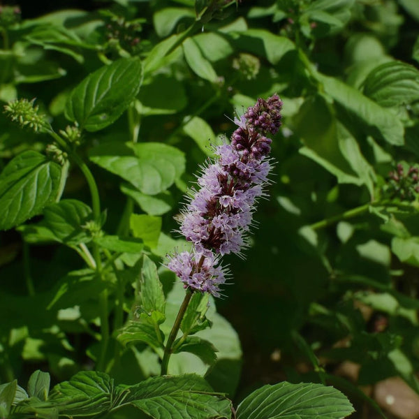 Patchouli