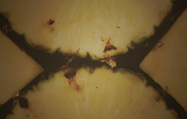 Pineapple
